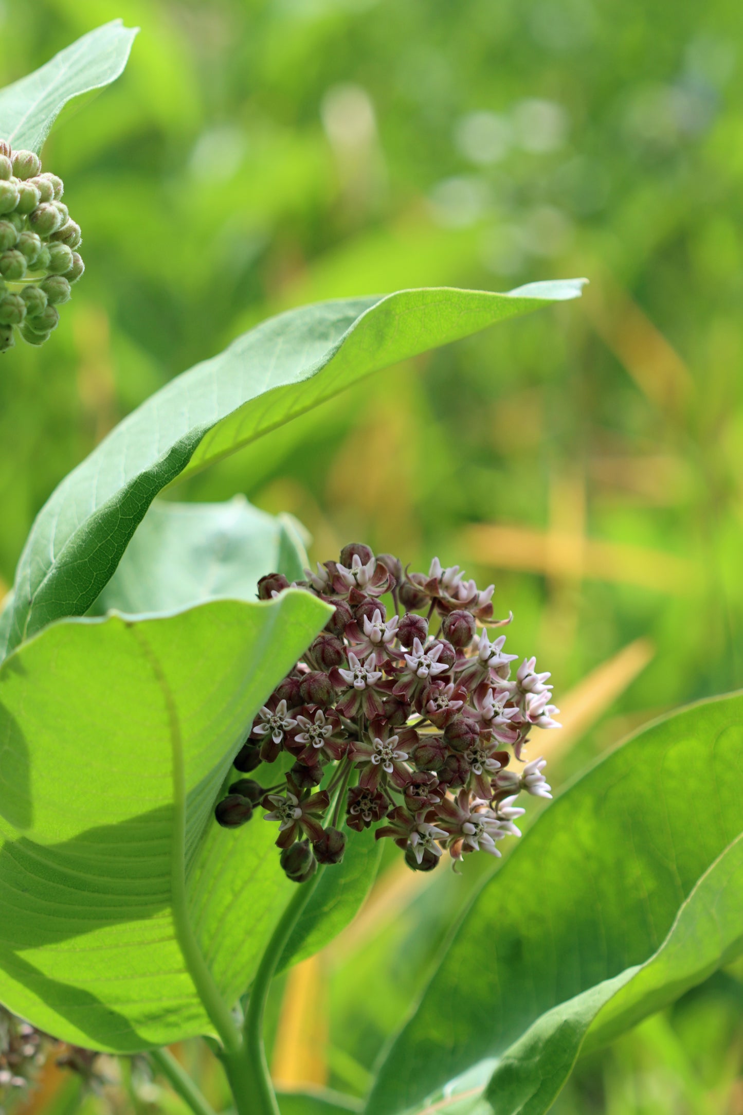 Milkweed blossoms