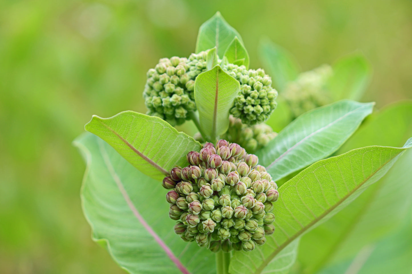 Milkweed buds