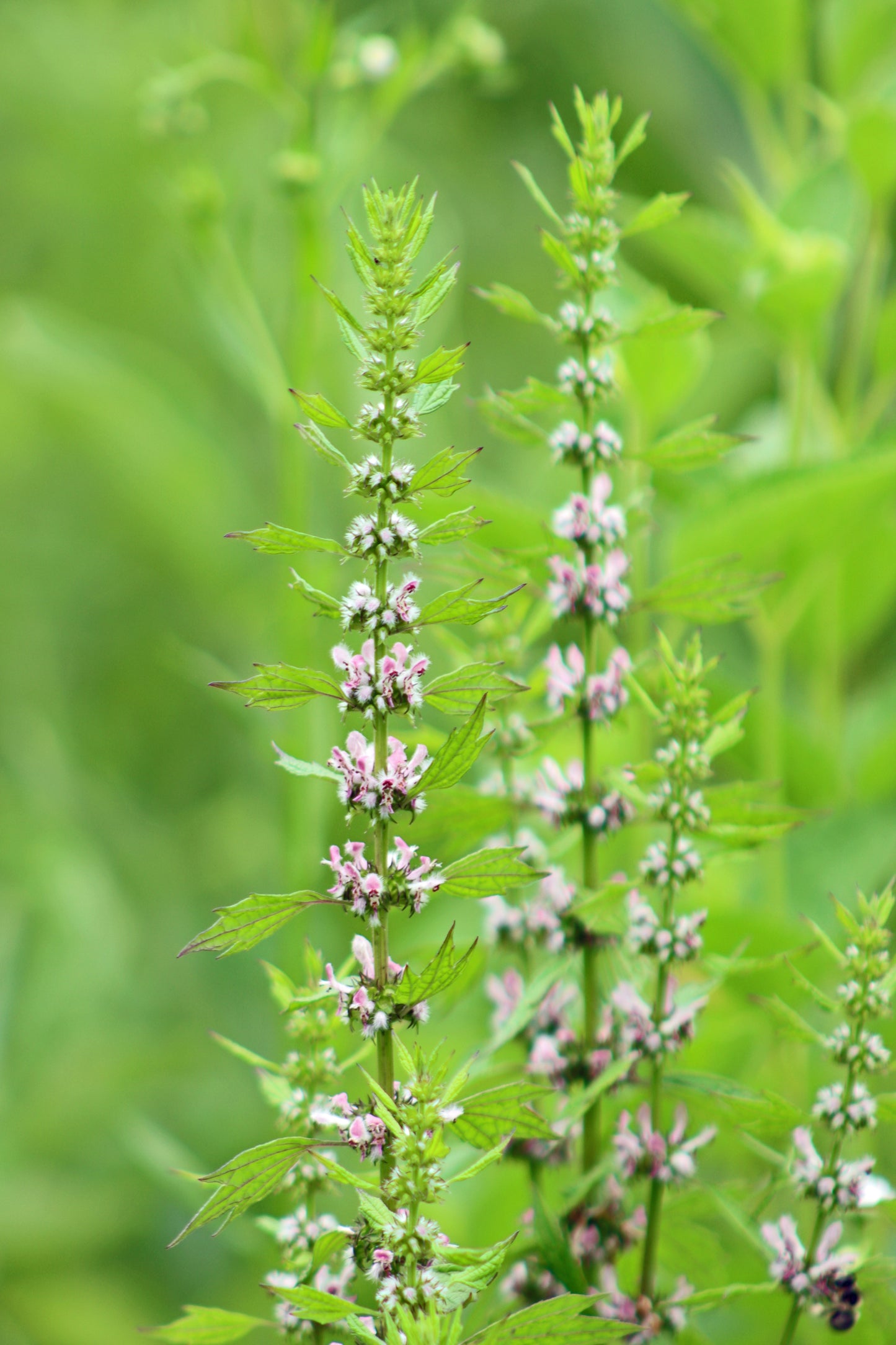 Motherwort