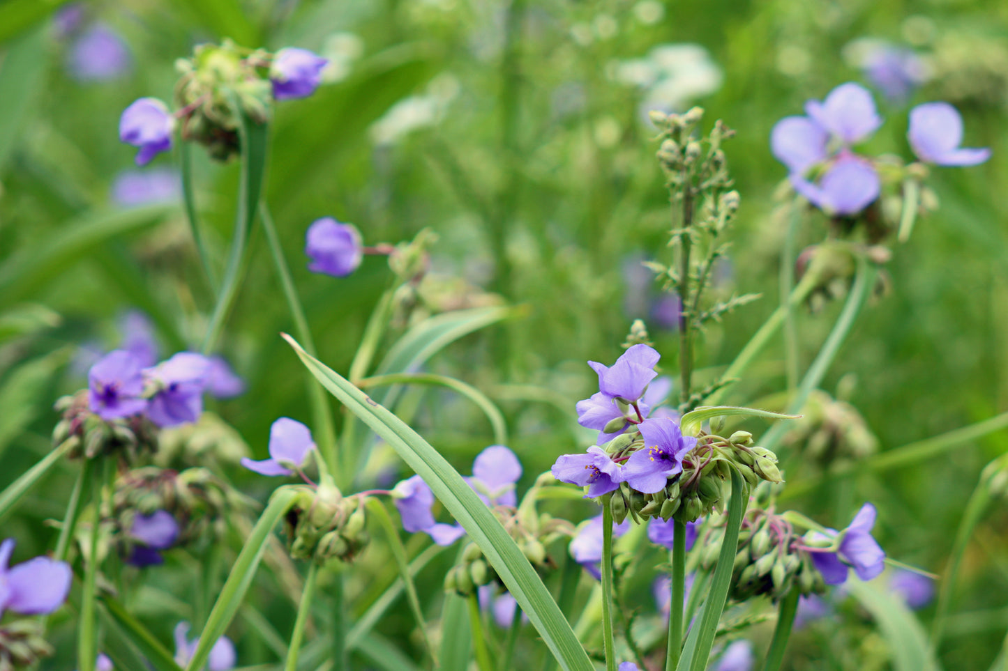 Spiderwort in the meadow