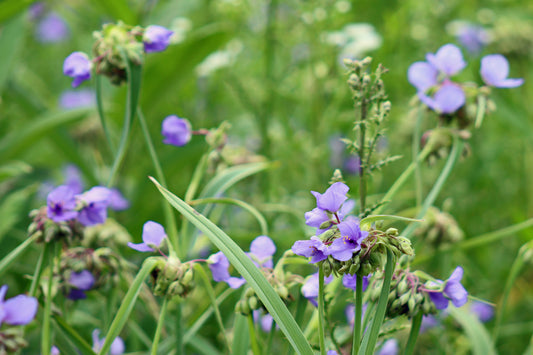 Spiderwort in the meadow