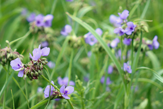 Spiderwort in the wild