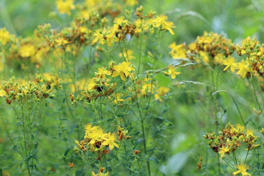 St. John's Wort