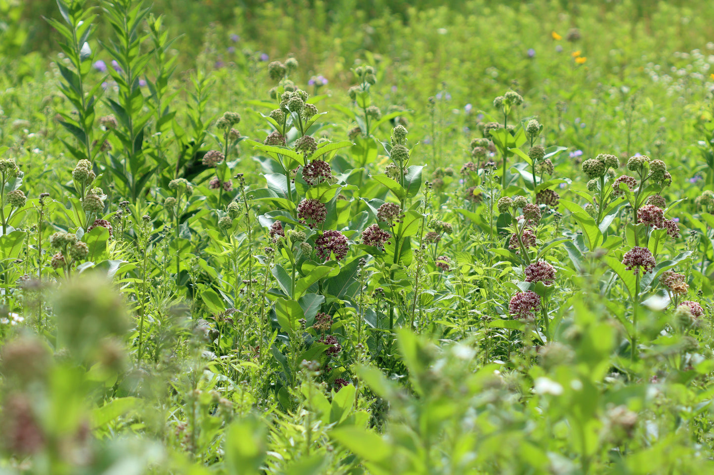 Milkweed meadow