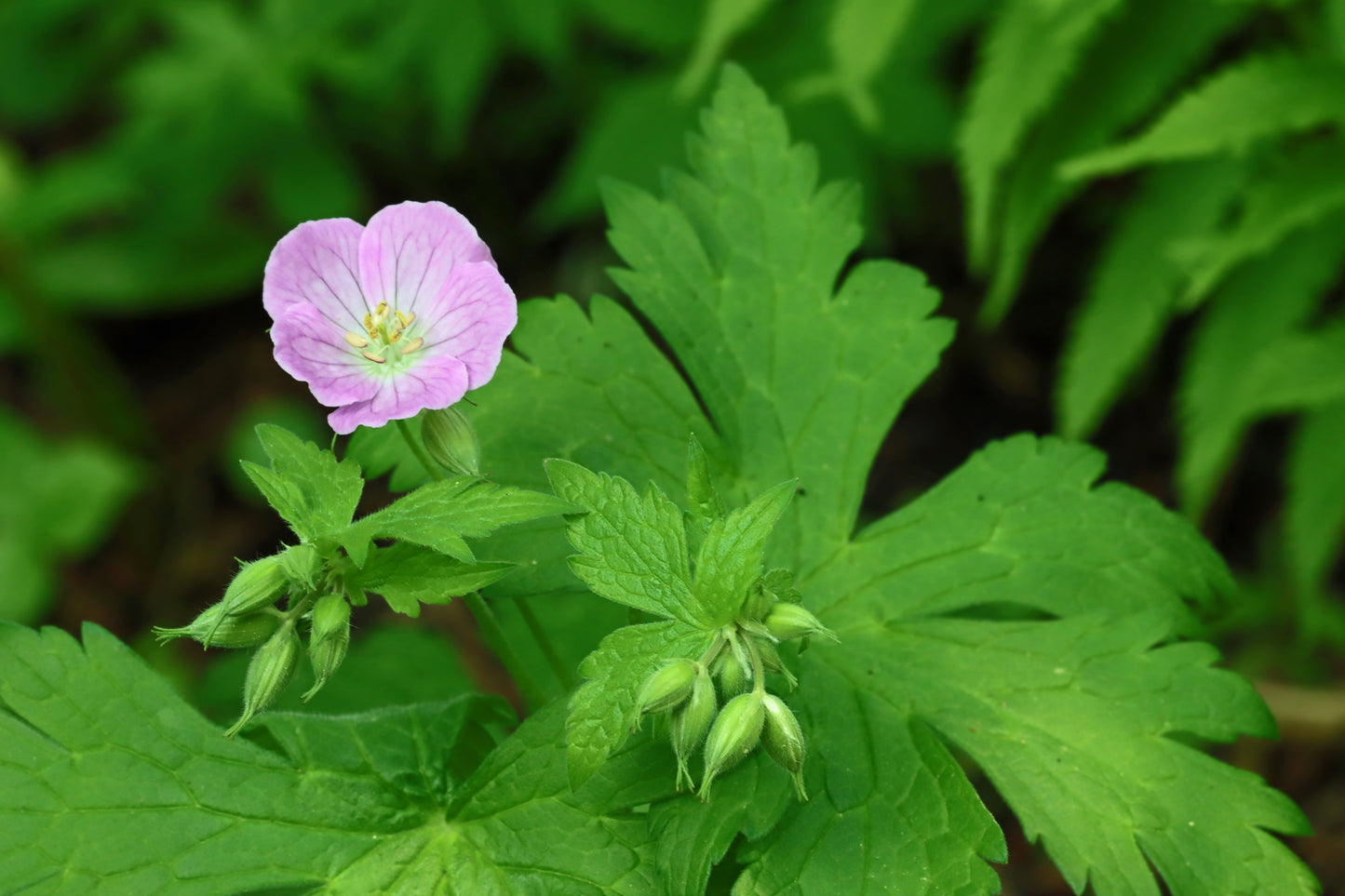 Wild geranium