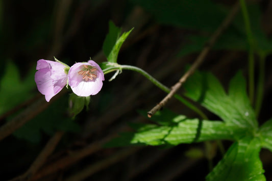 Wild Geranium in the Woodlands