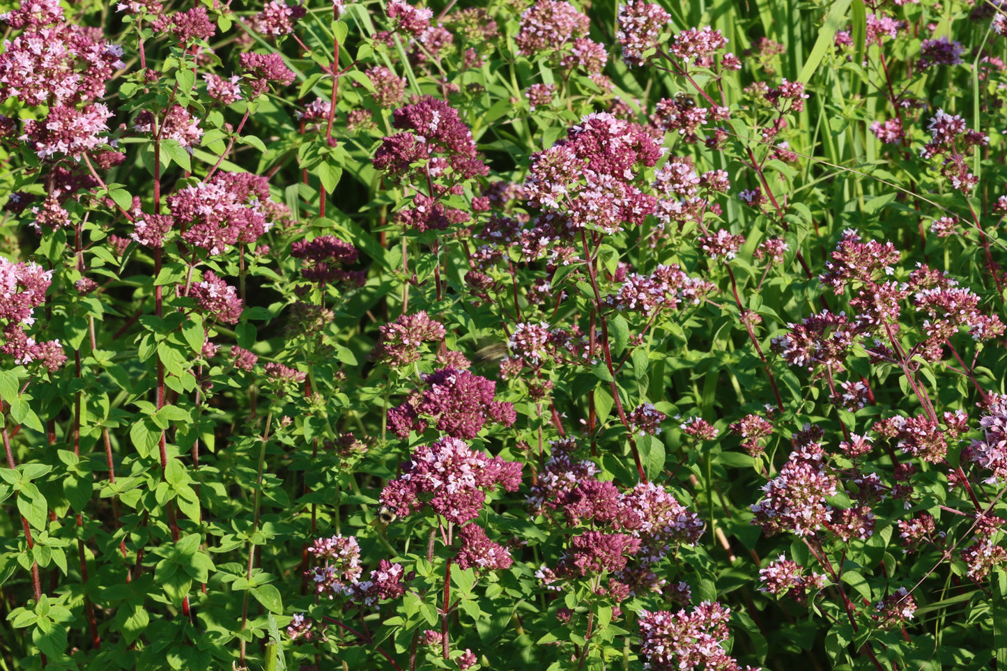 Wild Marjoram