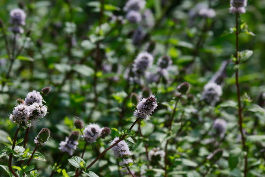 Water mint