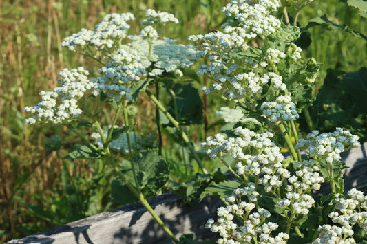 Wild Quinine