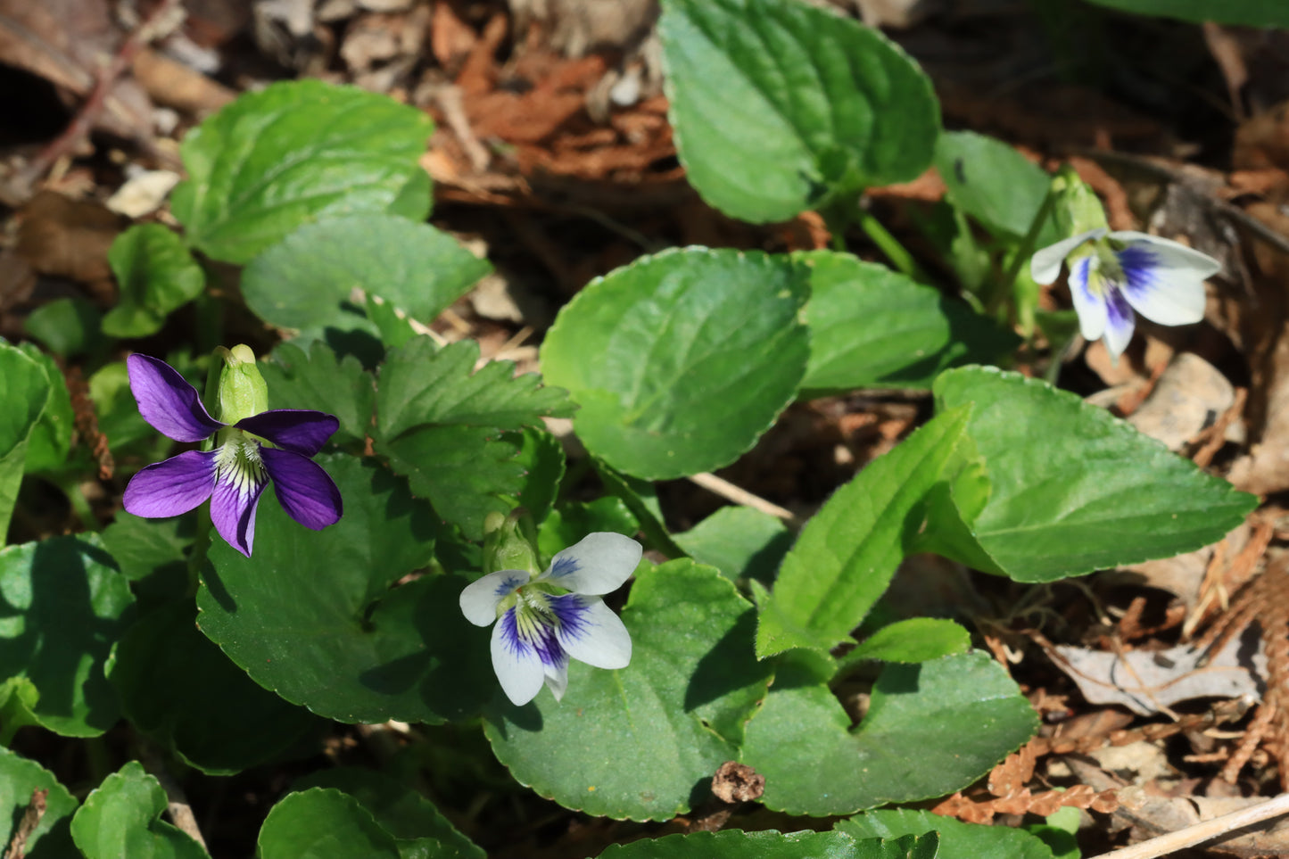 Wild violets