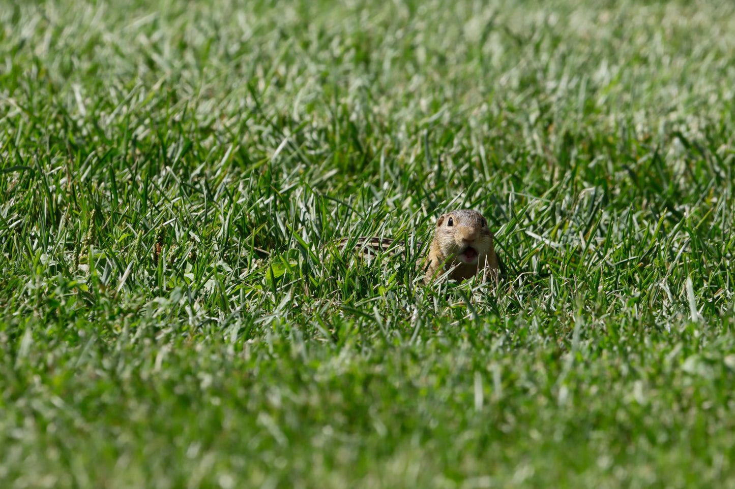 Thirteen-lined ground squirrel