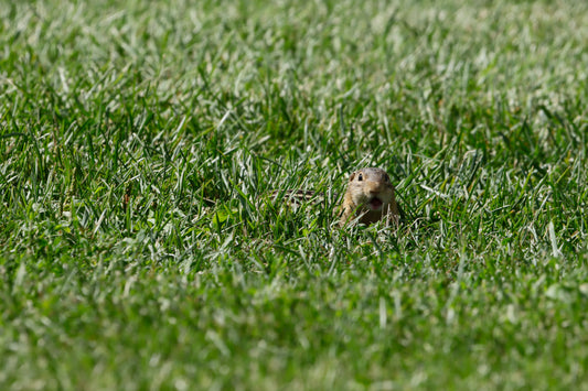 Thirteen-lined ground squirrel