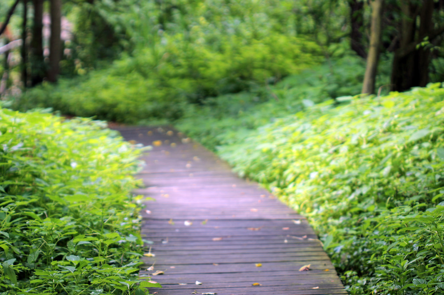 Lush summer walkway