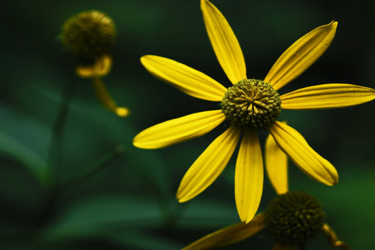 Cutleaf Coneflower