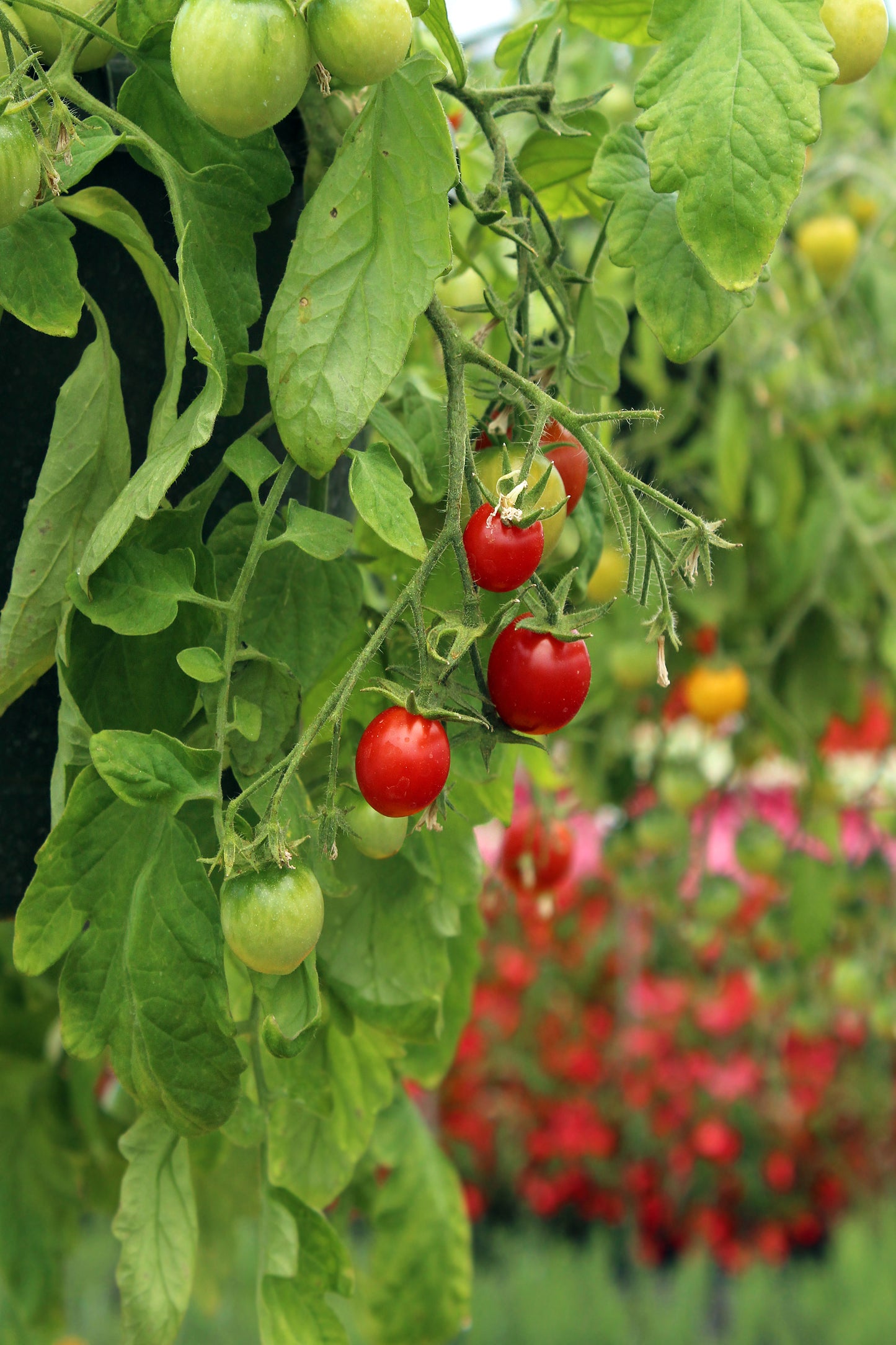 Hanging tomato plant