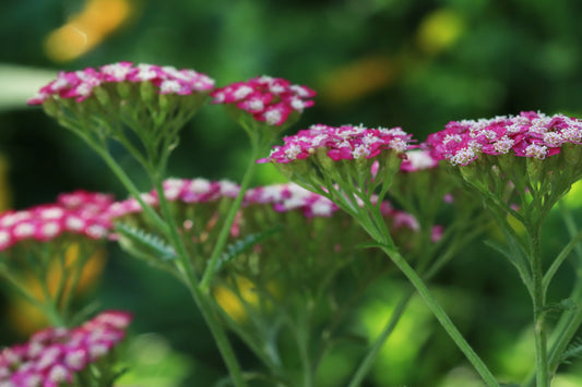 Macro yarrow