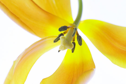 Opening