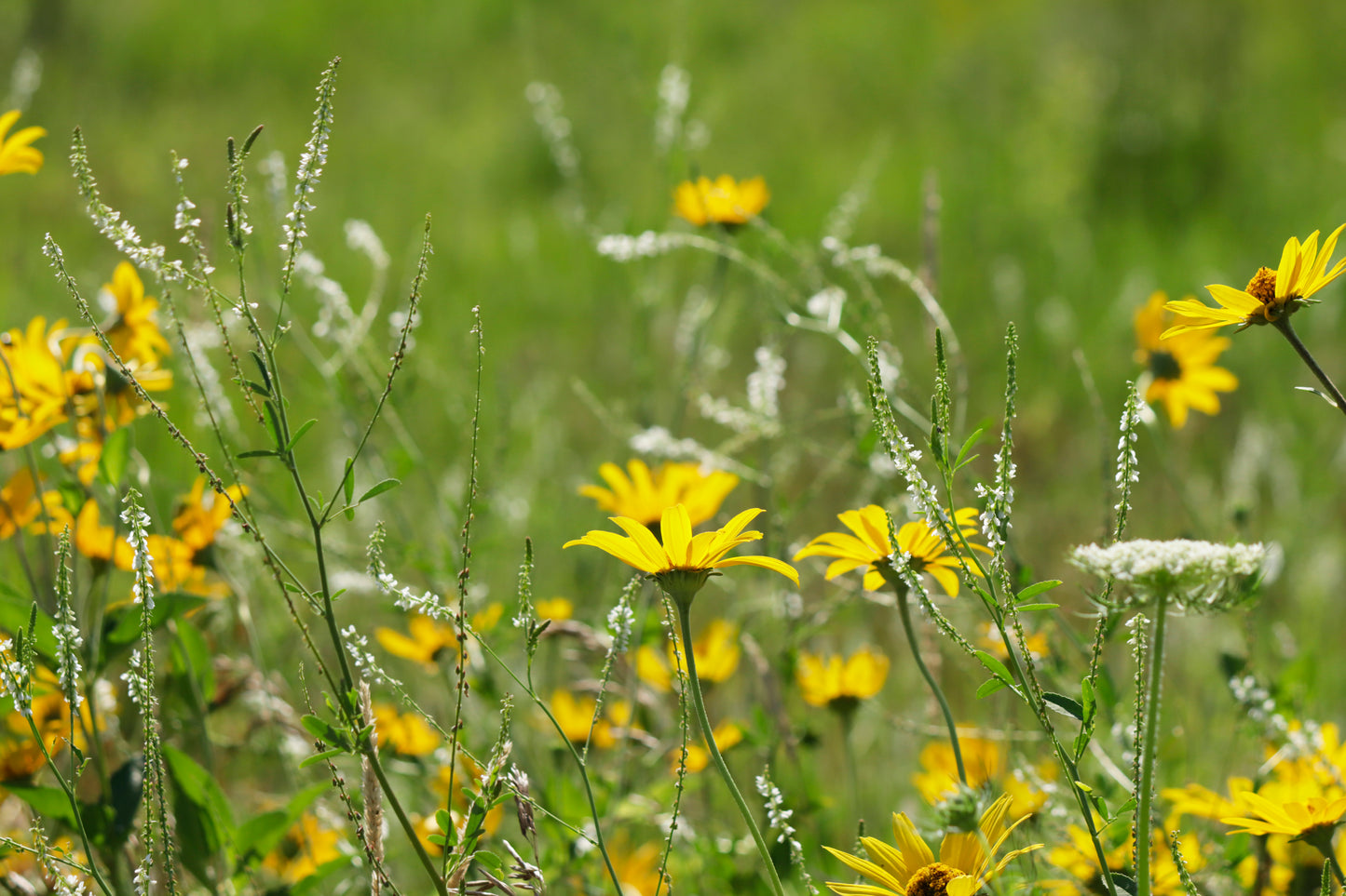 Sunny meadow flowers