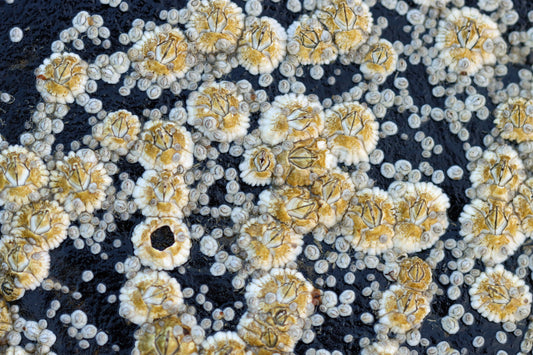 Barnacles at low tide