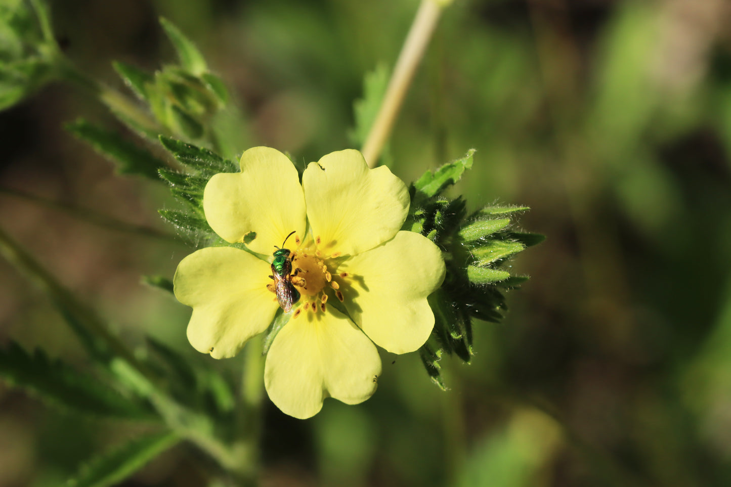 Sulphur Cinquefoil