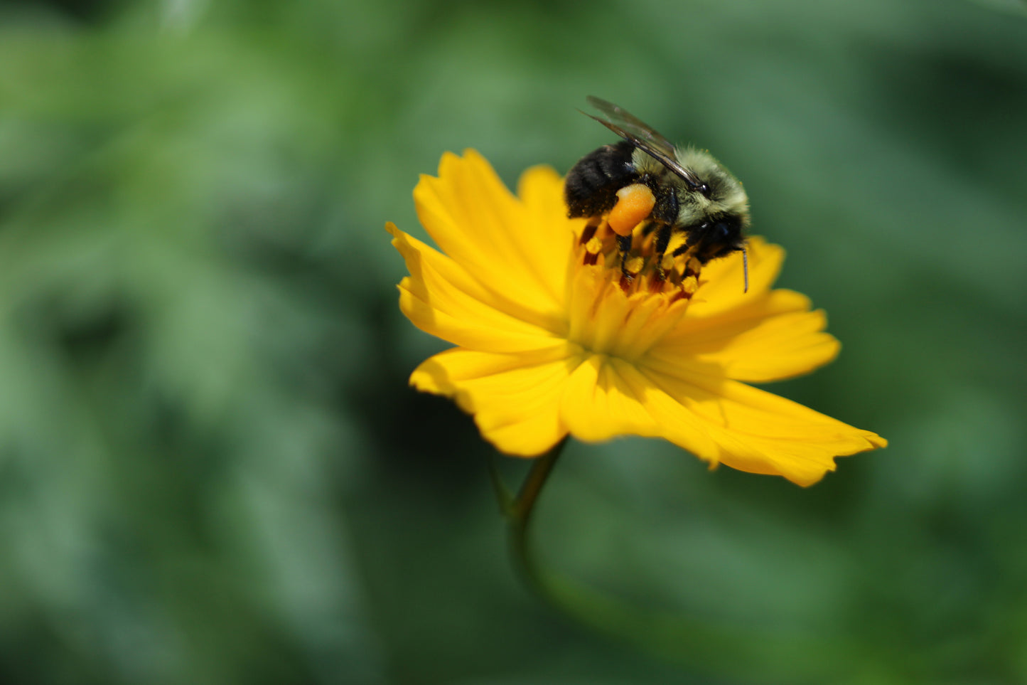 Yellow bumbles