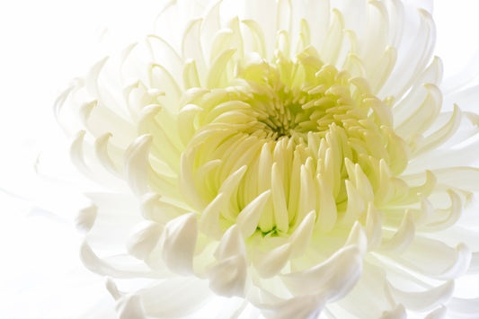 Chrysanthemum's rest