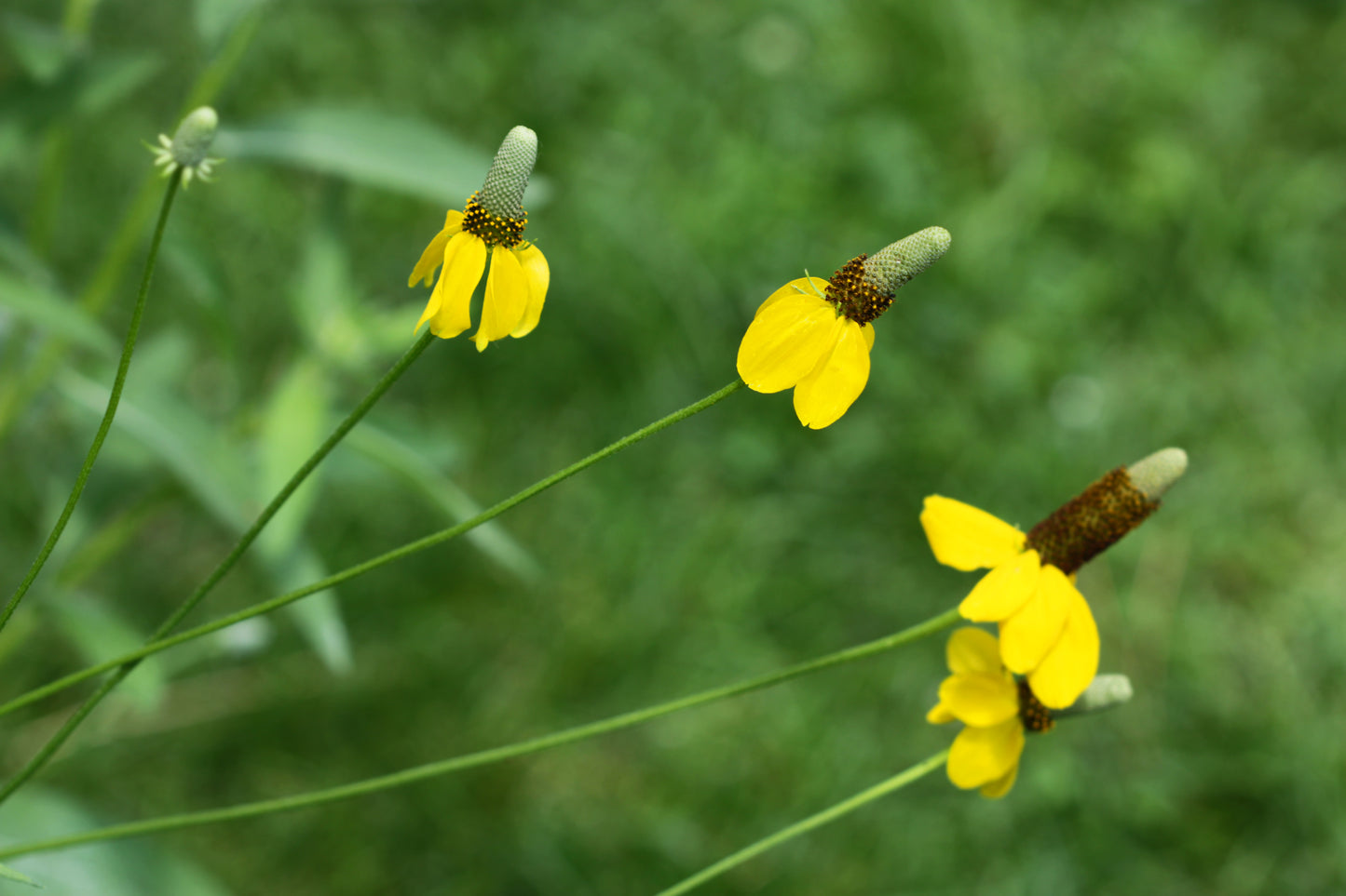 Yellow coneflower blooms