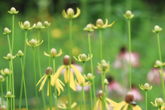 Yellow coneflower colors