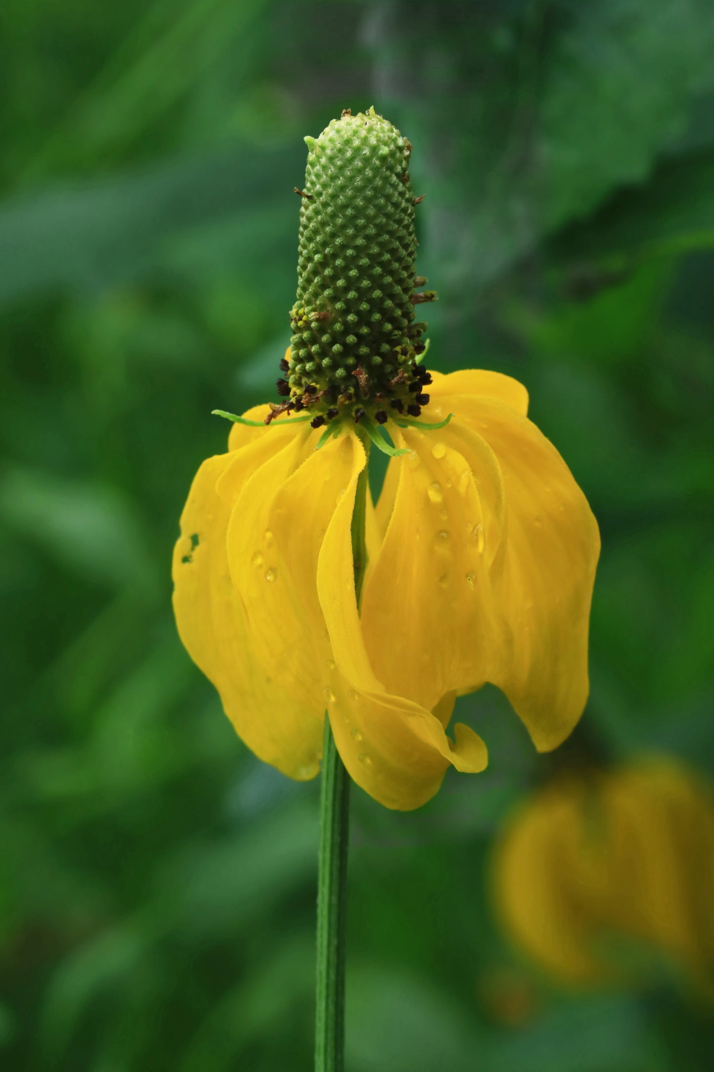 Yellow coneflower