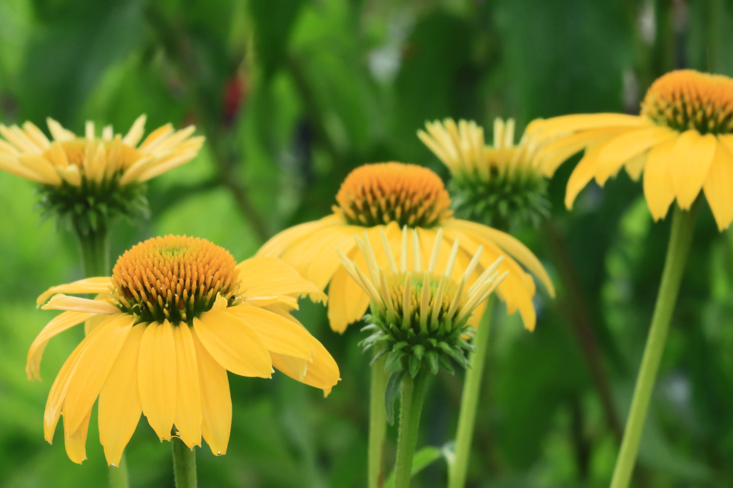 Yellow echinacea