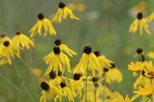 Yellow coneflowers