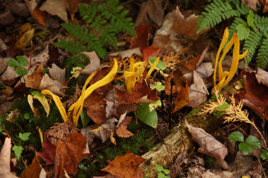 Yellow spindle coral