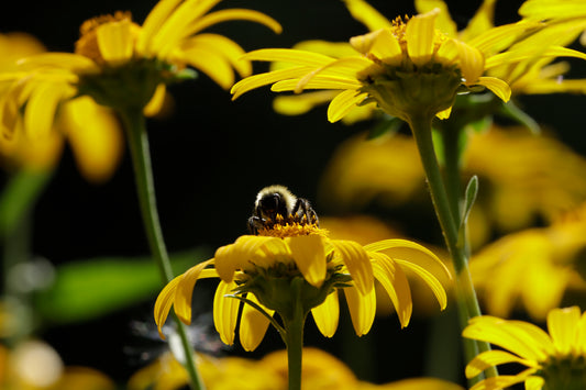 Bumble bee in the garden