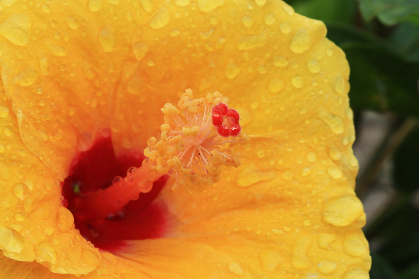 Yellow Hibiscus