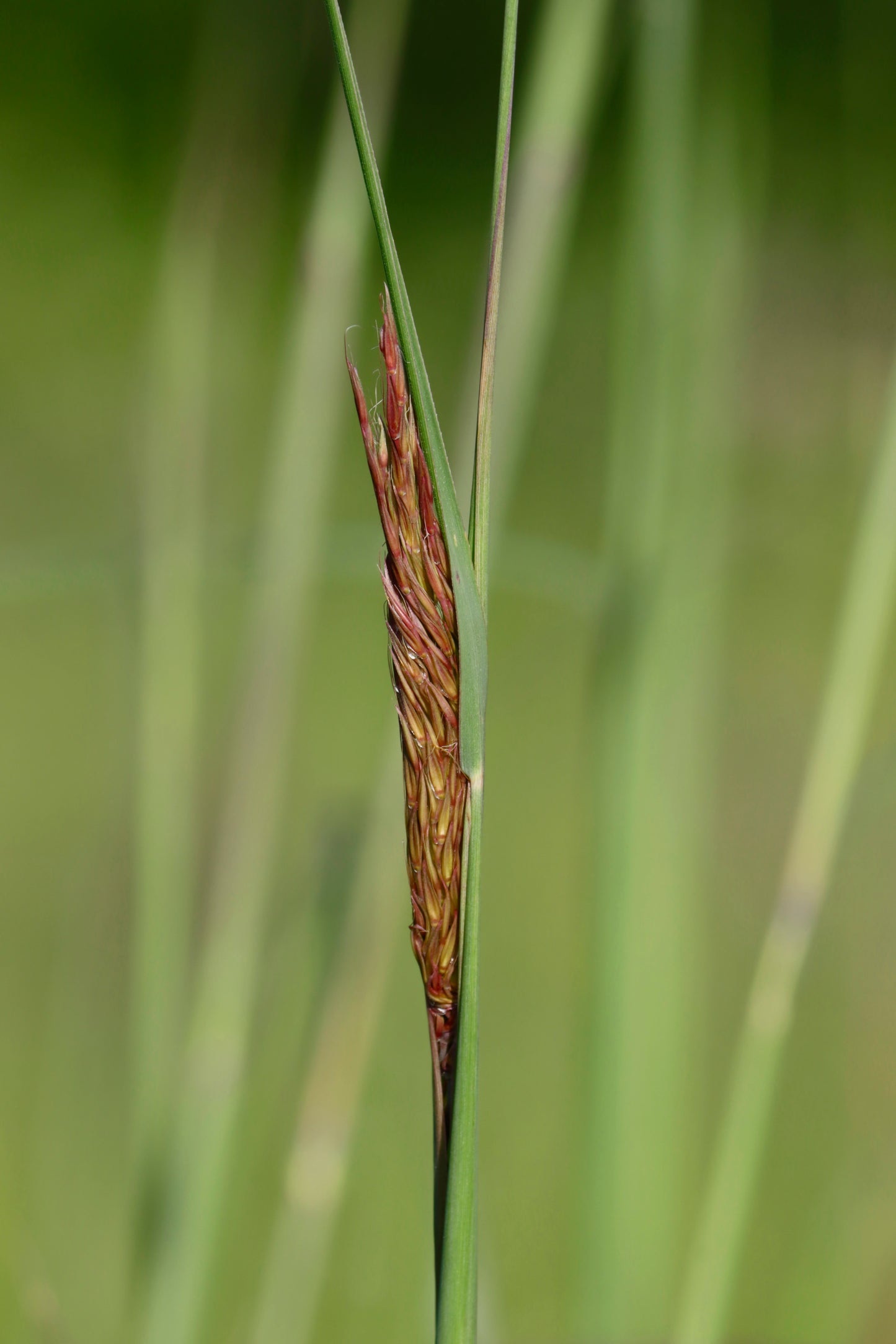 Yellow Indian Grass