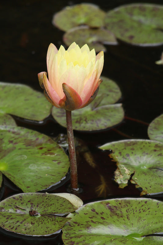 Yellow Water Lily