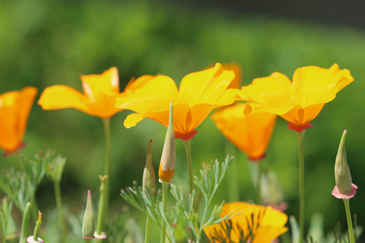 California Poppies