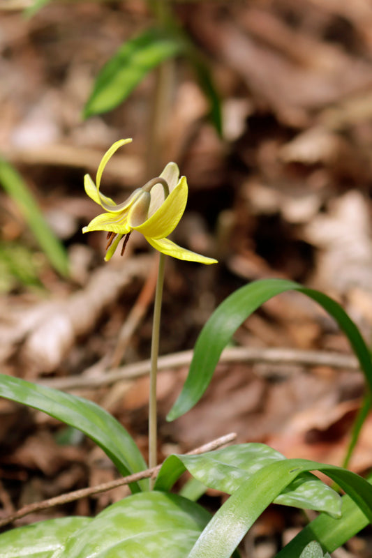 Erythronium americanum