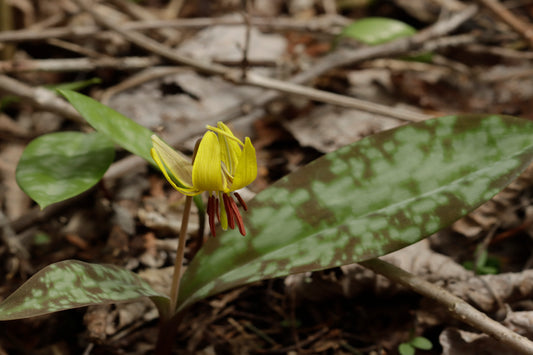 Yellow troutlily