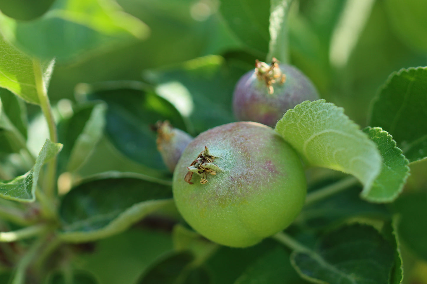 Apple fruit on tree