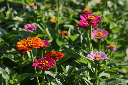 Zinnia garden