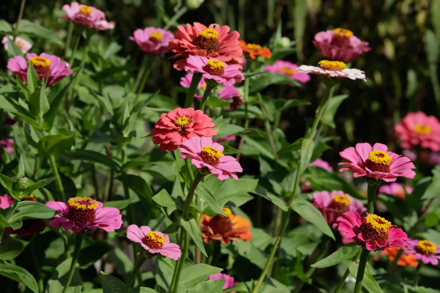 Zinnia field