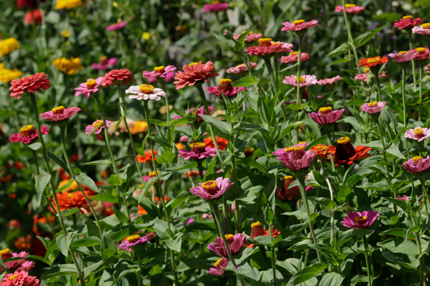 Zinnia meadow