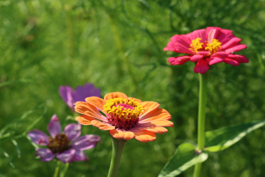 Zinnia gardening