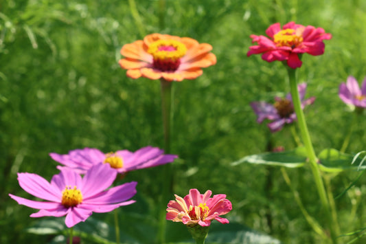 Zinnia garden