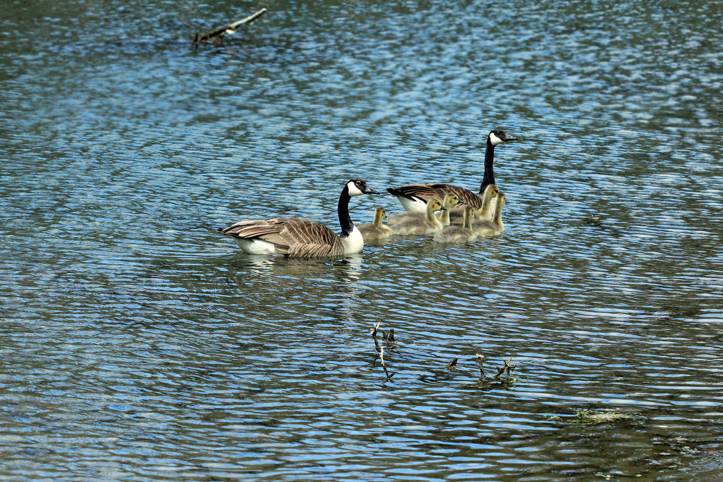 Geese family