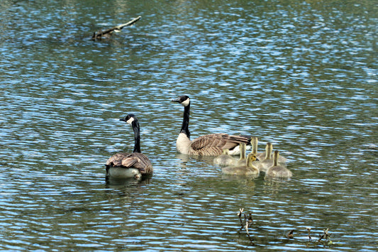 Geese family