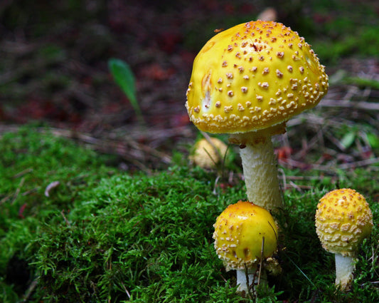 Amanita muscaria