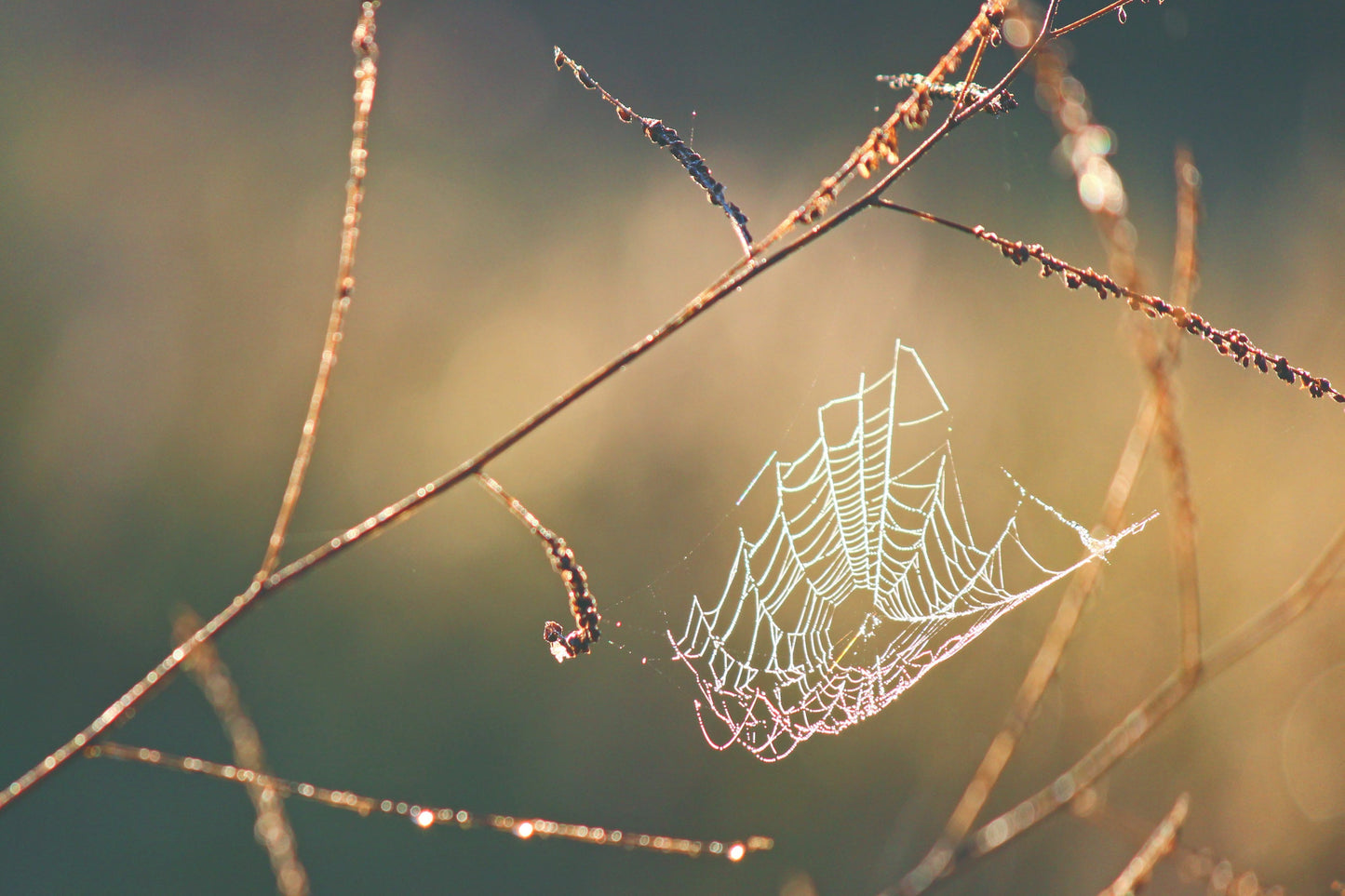 Autumn spiderweb