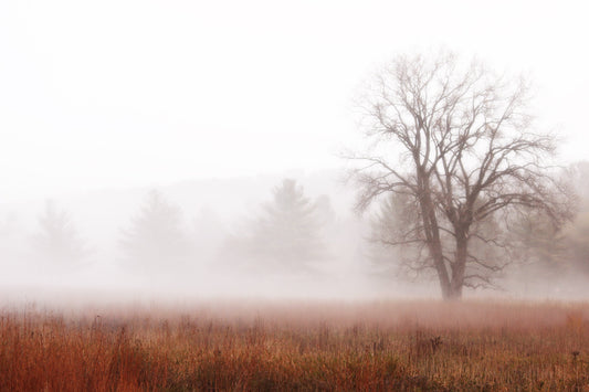 Oak in autumn  meadow